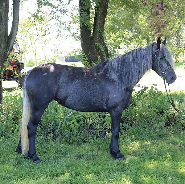 wor-andalusian-horse