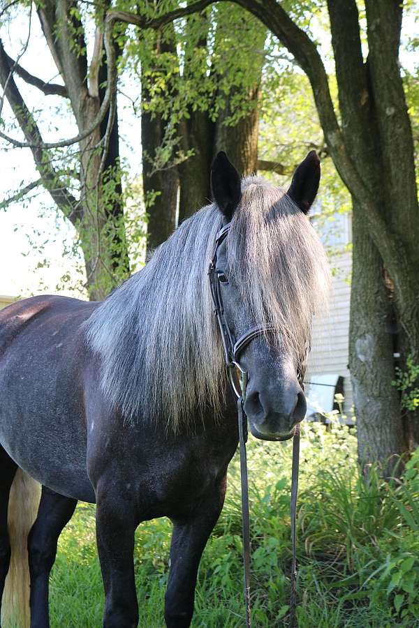 all-around-andalusian-horse