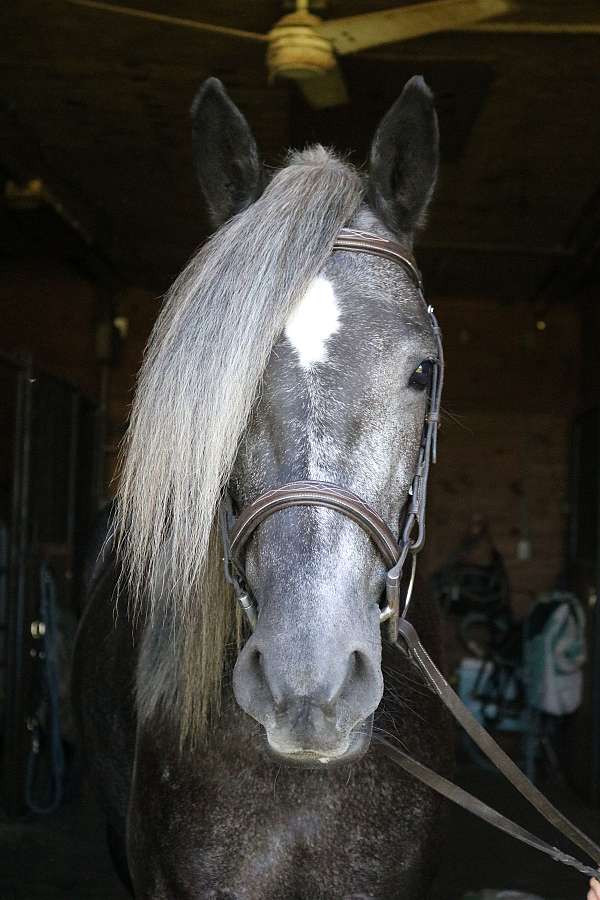 dressage-andalusian-horse