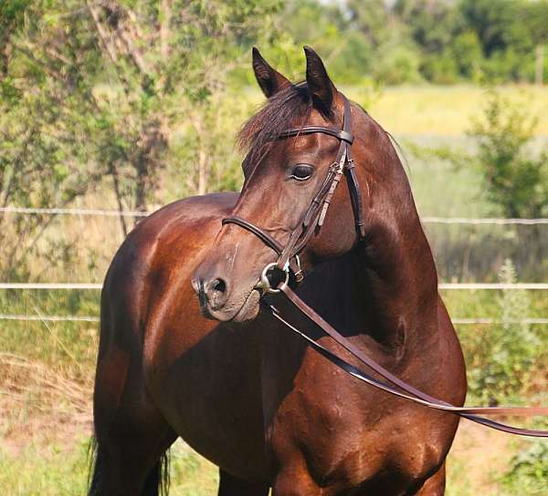 snip-left-hind-sock-pony
