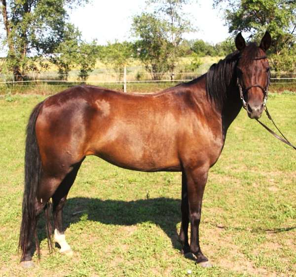 bay-snip-left-hind-sock-pony