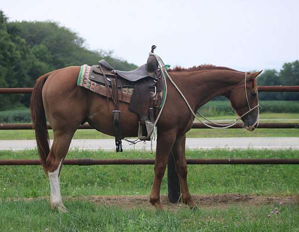 and-snip-stockings-on-hind-legs-horse
