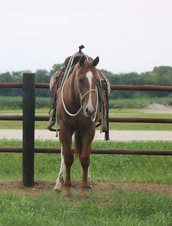 sorrel-snip-stockings-on-hind-legs-horse