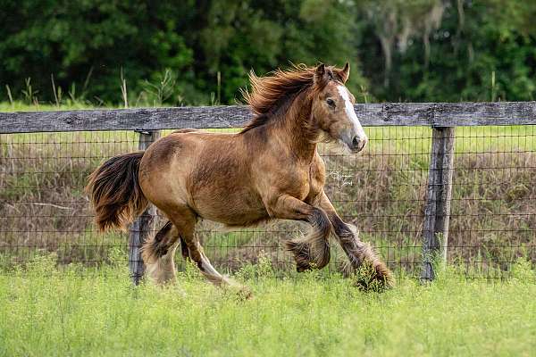 buckskin-gypsy-colt-vanner-horse