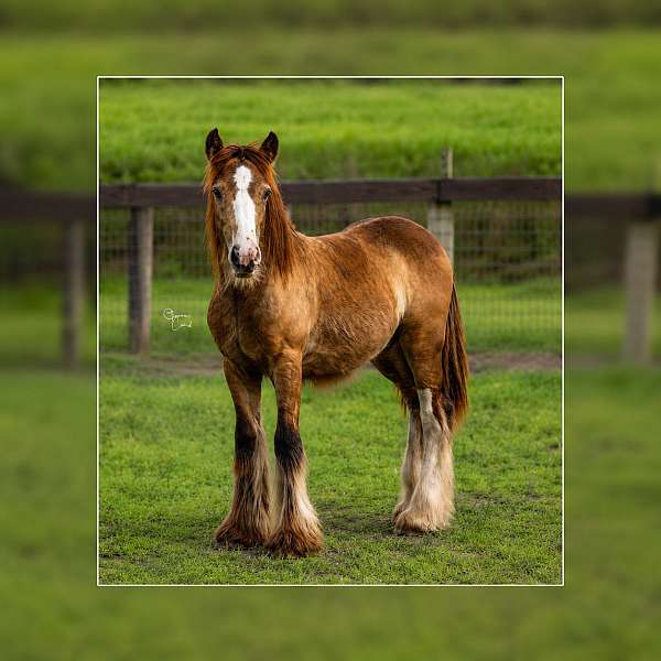 gypsy-horse-for-sale-vanner