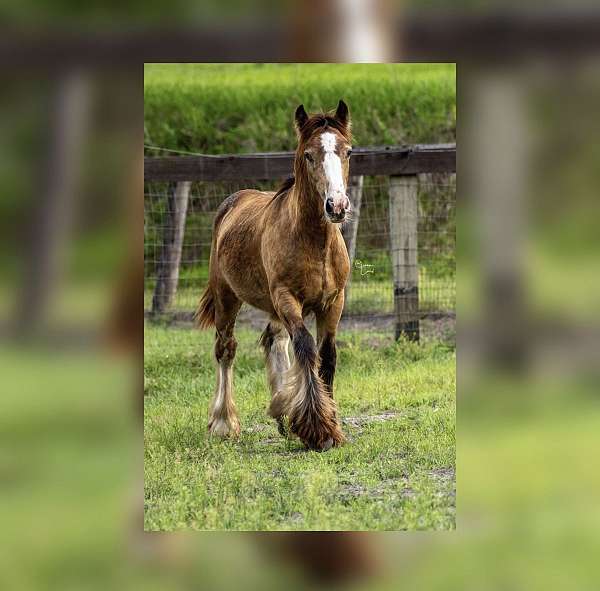 buckskin-horse-gypsy-vanner