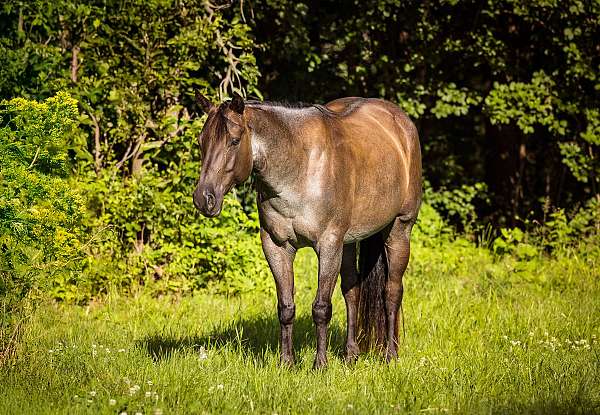 grulla-roan-horse