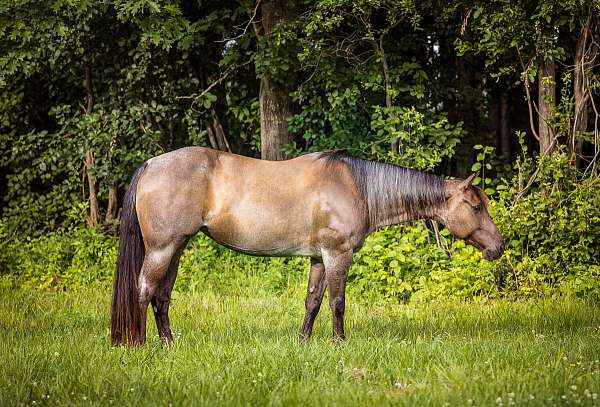 roan-horse