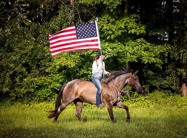 all-around-quarter-horse