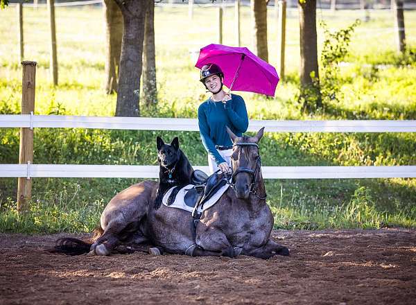 barrel-quarter-horse