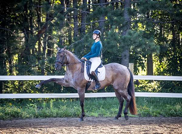 beginner-quarter-horse