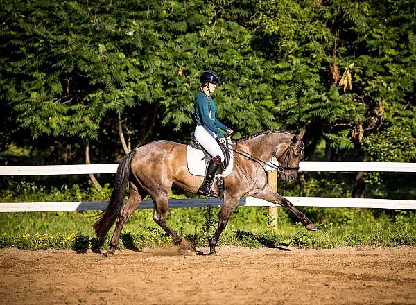 calf-roping-quarter-horse
