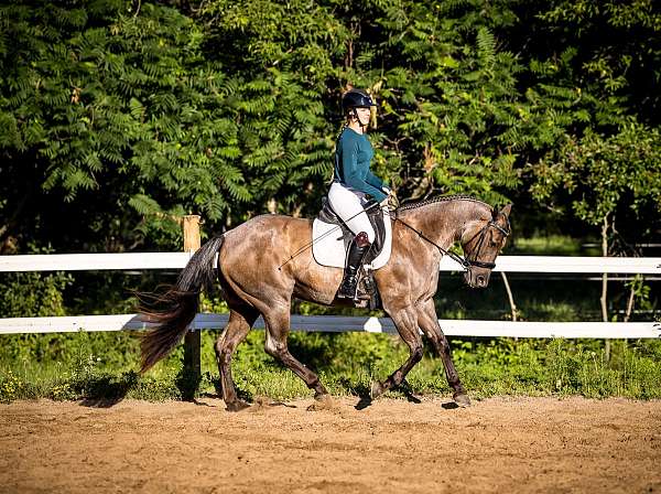 champion-quarter-horse