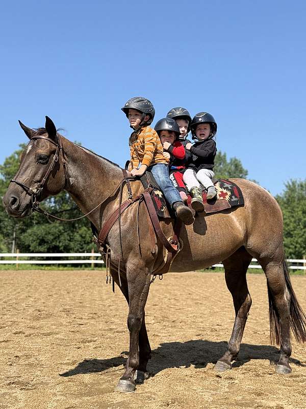 drill-team-quarter-horse
