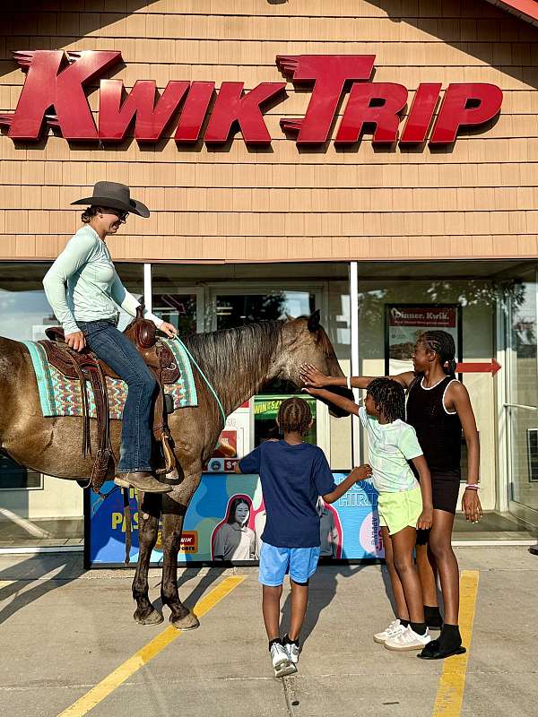 experienced-quarter-horse