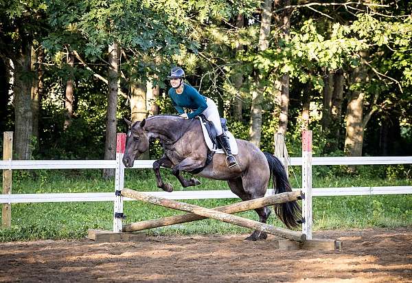 dressage-quarter-horse