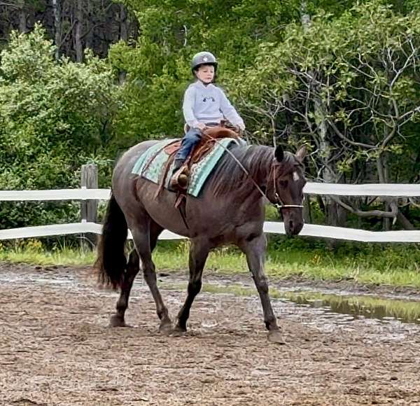 finished-quarter-horse