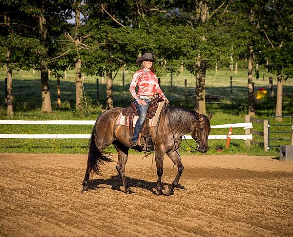 gymkhana-quarter-horse