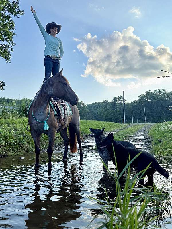 husband-safe-quarter-horse