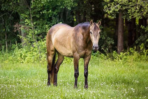 kid-saf-azteca-horse