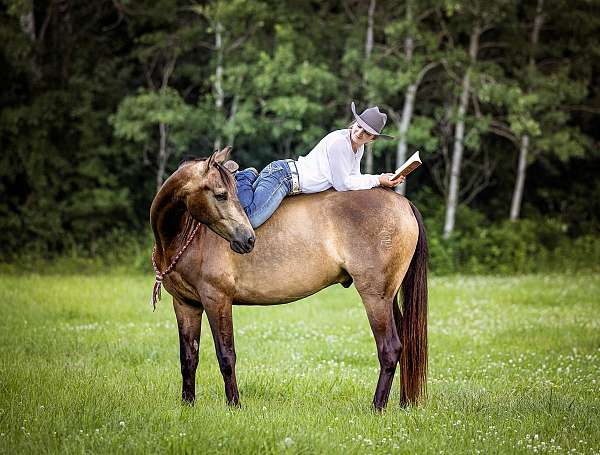 buckskin-kid-saf-horse