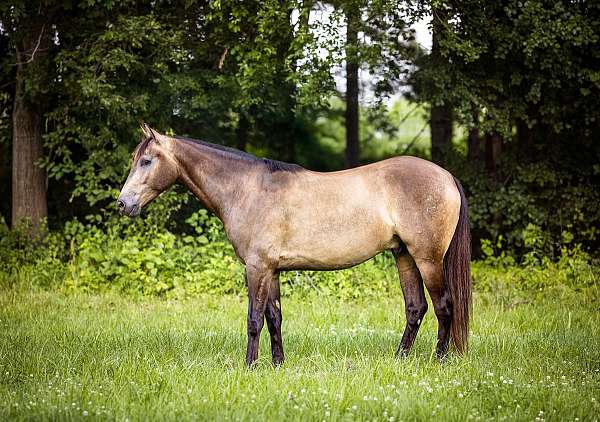fei-azteca-horse