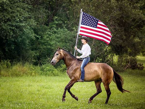 kid-saf-gelding