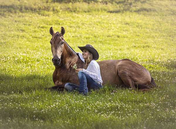 buckskin-ialha-gelding
