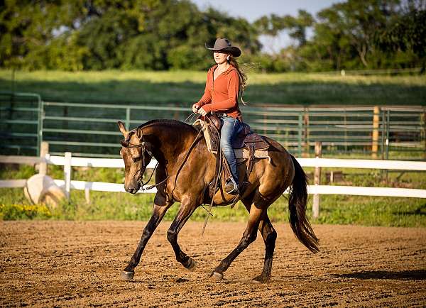 all-around-azteca-horse