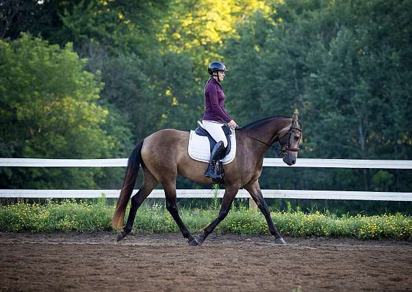 beginner-azteca-horse