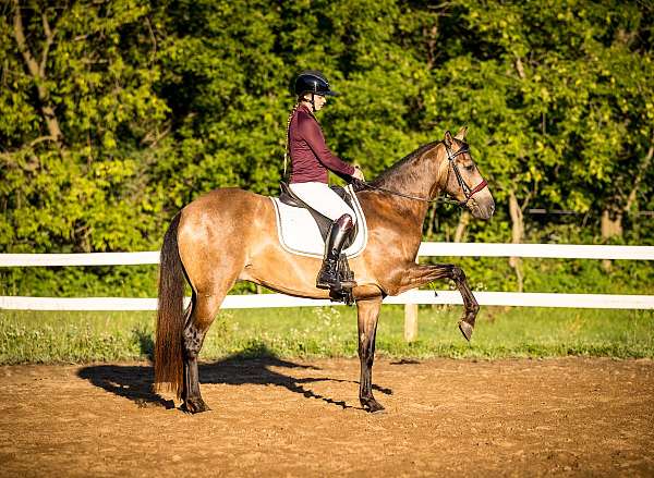 champion-azteca-horse