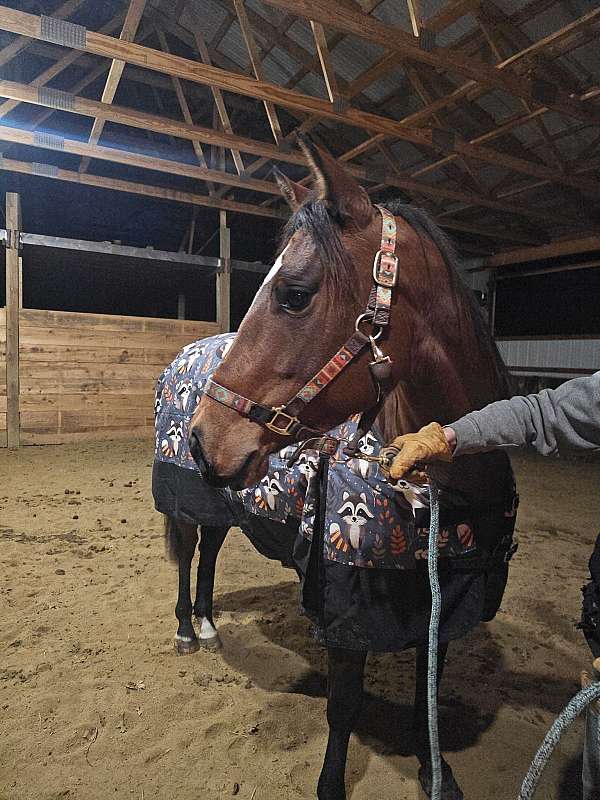 quarter-horse-for-sale