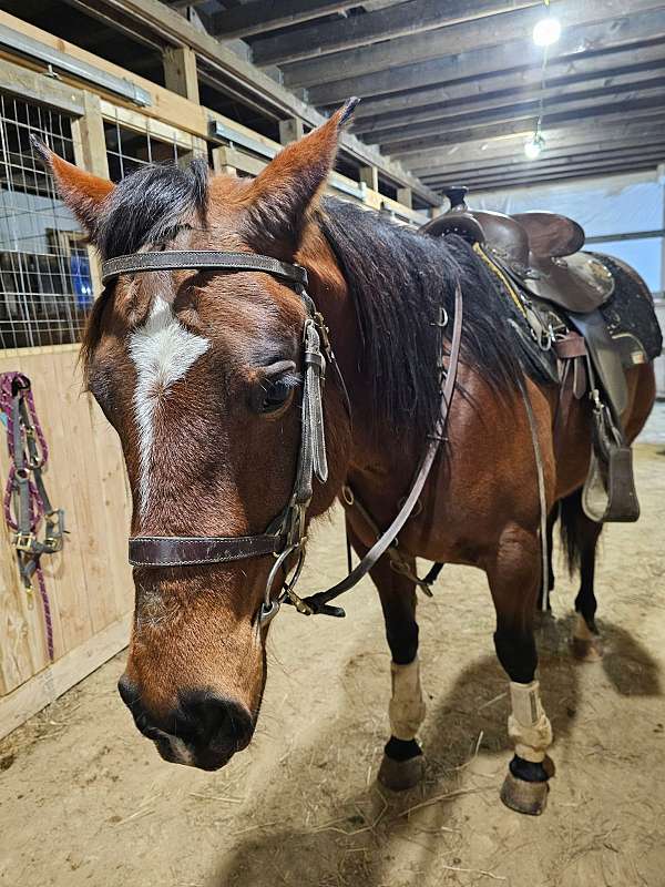 quarter-horse
