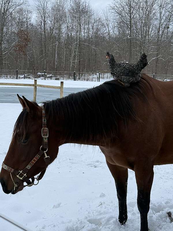 behaved-quarter-horse