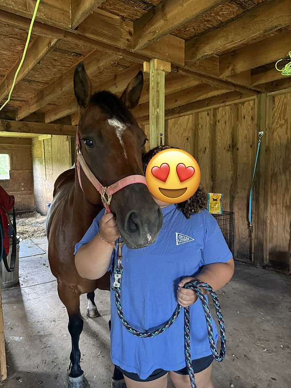 broke-to-ride-quarter-horse