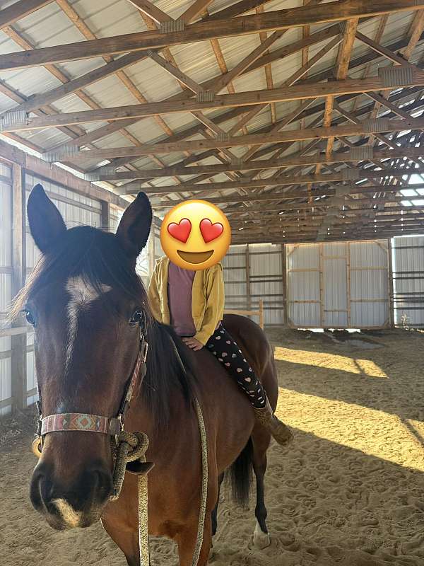 broodmare-quarter-horse