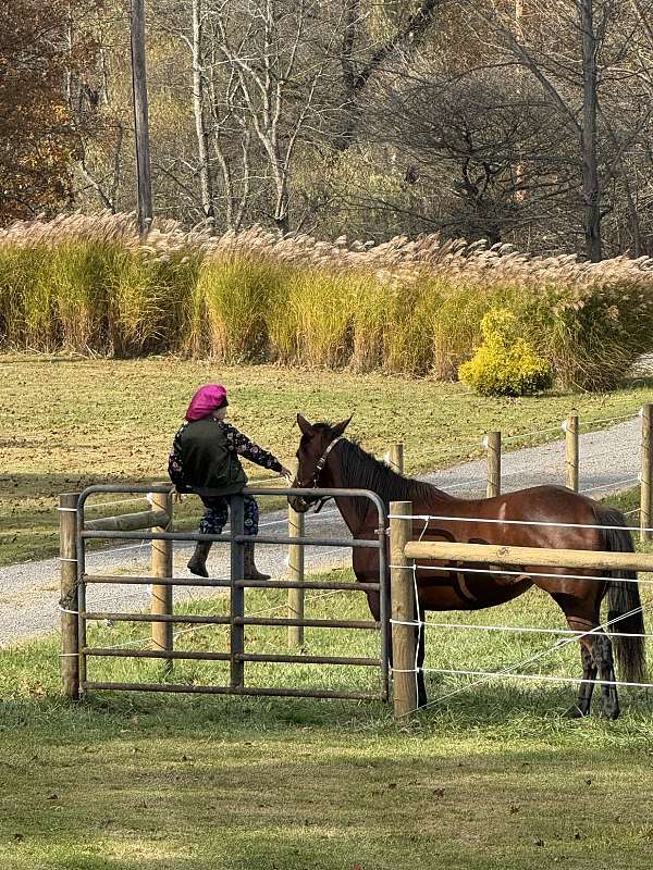 canter-quarter-horse
