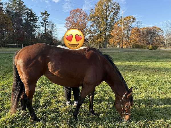 catch-quarter-horse