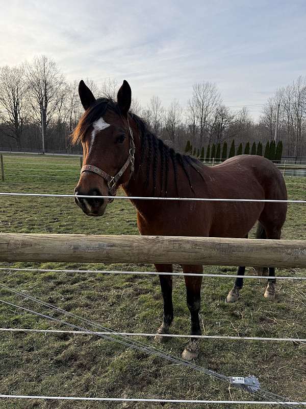 quarter-horse-mare