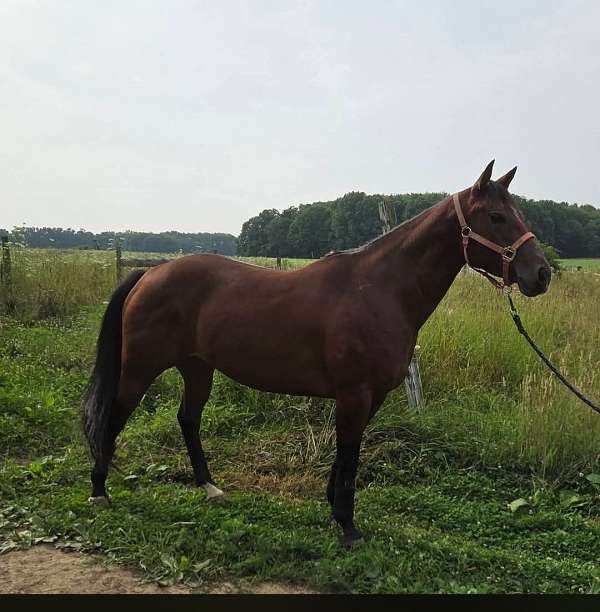 thunder-mare