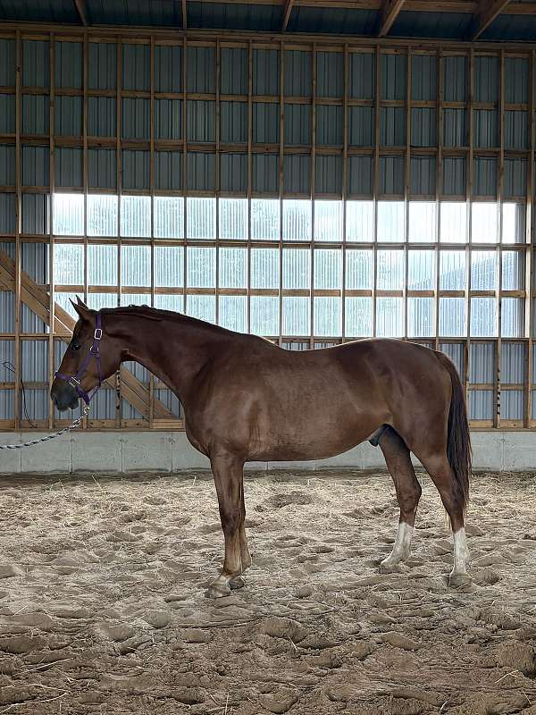 breeding-oldenburg-selle-francais-horse