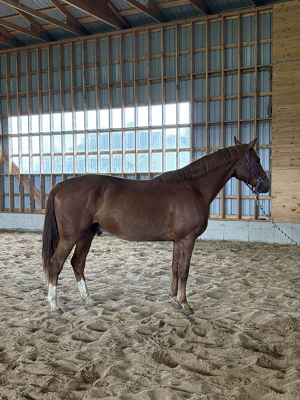 hunter-oldenburg-selle-francais-horse