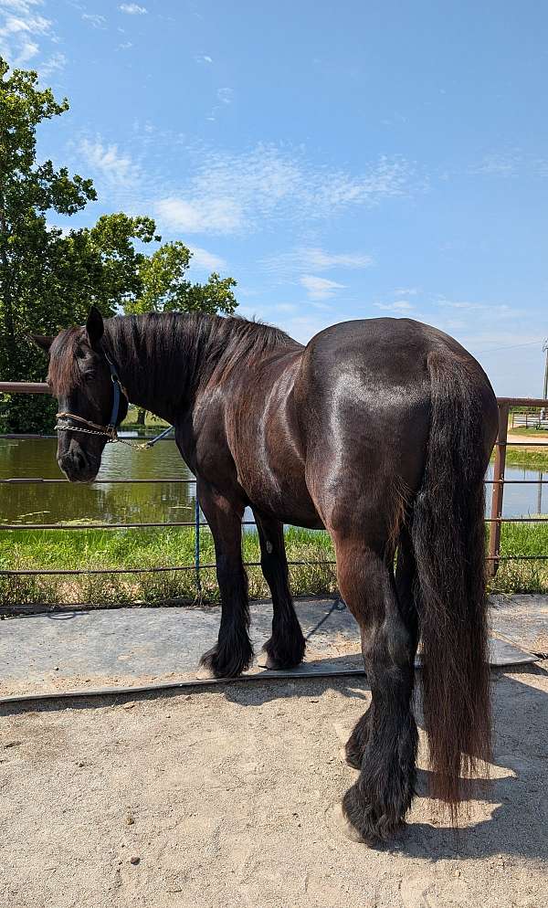 percheron-gelding