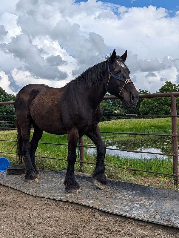 percheron-horse-for-sale