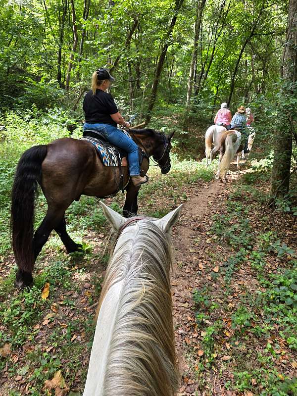 percheron-horse