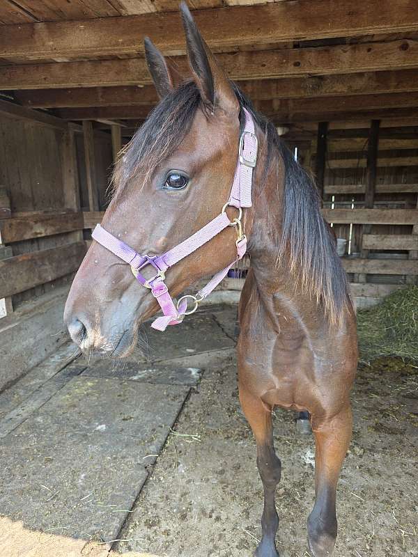 halter-rescue-standardbred-horse