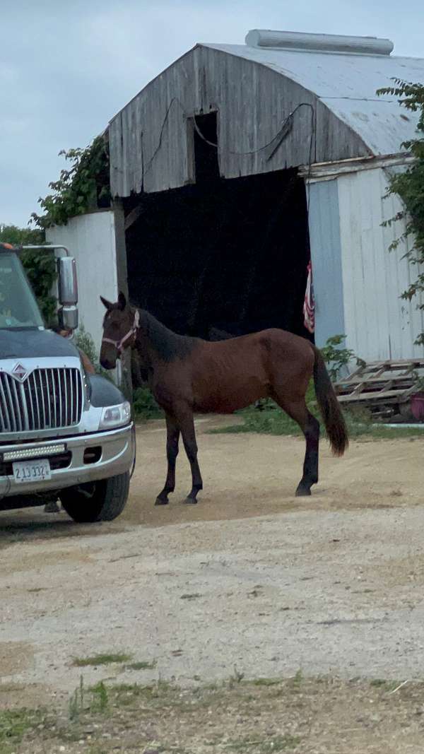 halter-rescue-filly