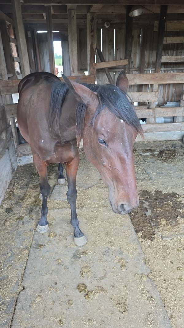 halter-rescue-yearling