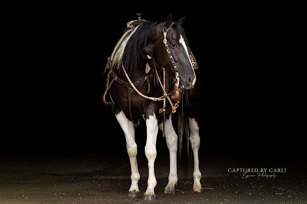 performance-paint-horse