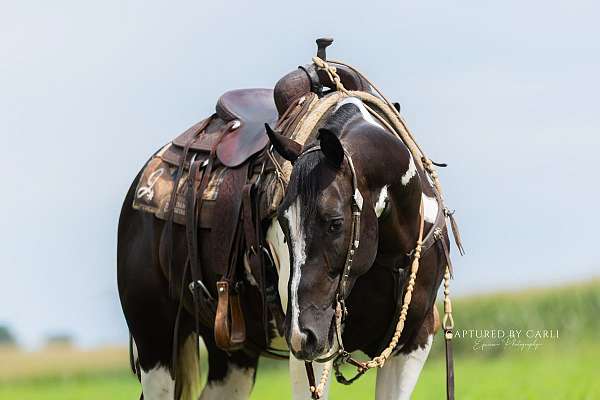 ranch-versatility-paint-horse